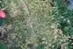 Acer palmatum (Japonsk javor)-usych a opadv??