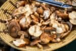 Jak zpracovat houby: Od sbru po asn pokrmy