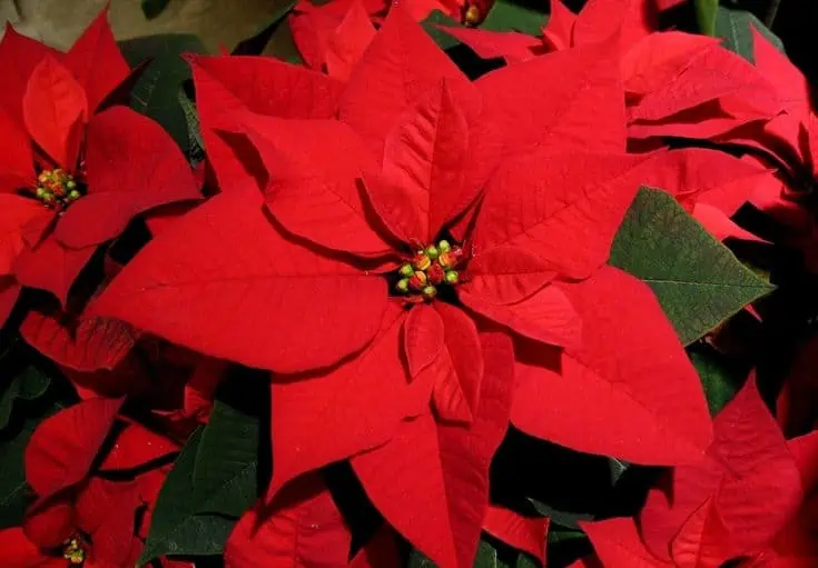 Vánoční hvězda: Tipy na výběr a péči o tuto sváteční rostlinu