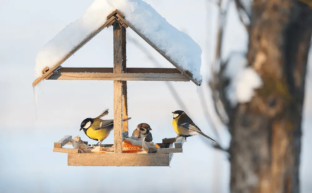 Krmíte ptáky v zimě?