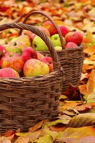 Zahradnické tipy na podzim - sbírání jablek