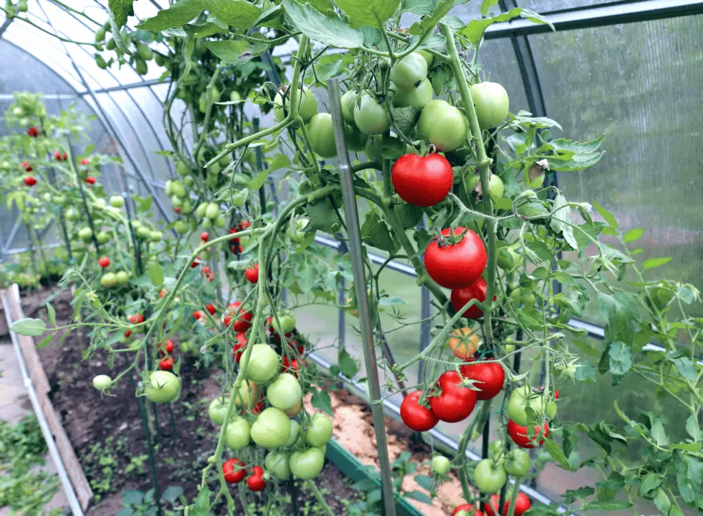 Přezimování rajčatových rostlin - ve skleníku