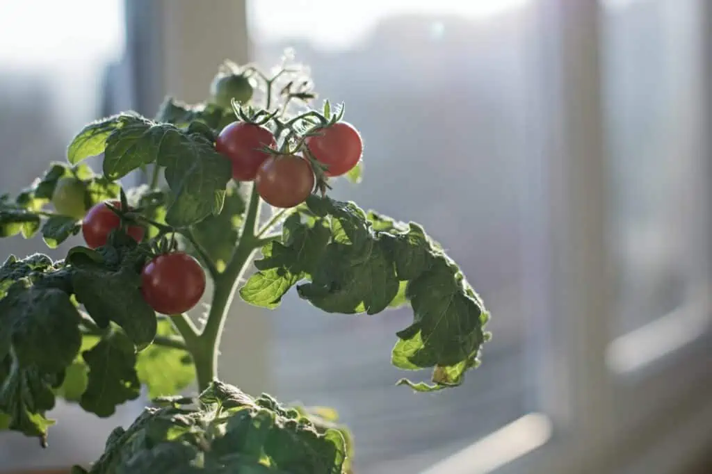 Přezimování rajčatových rostlin - přesun rajčat dovnitř