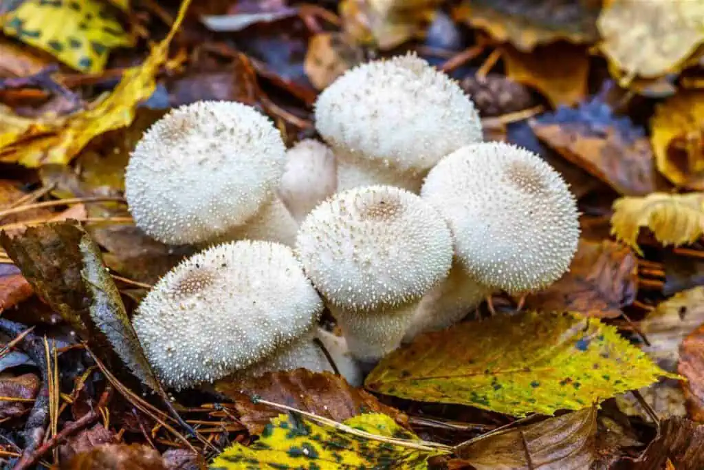 7 nejlepších podzimních hub - pýchavka