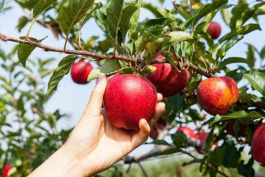 8 tipů na uskladnění jablek 