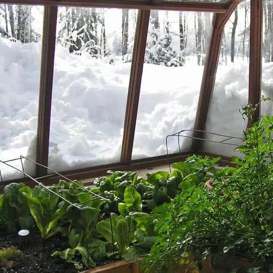 Co můžete pěstovat v zimním skleníku?