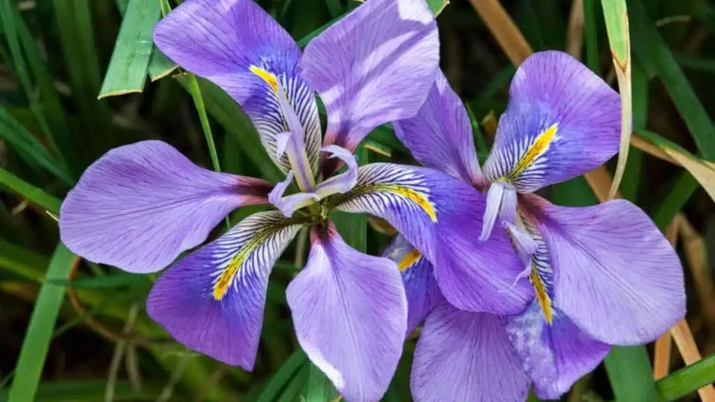 Květiny odolné vůči chladu - 15 rostlin, které oživí vaši zimní krajinu