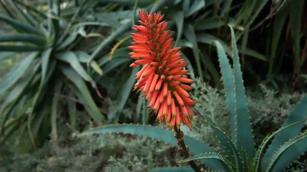Květiny odolné vůči chladu - 15 rostlin, které oživí vaši zimní krajinu