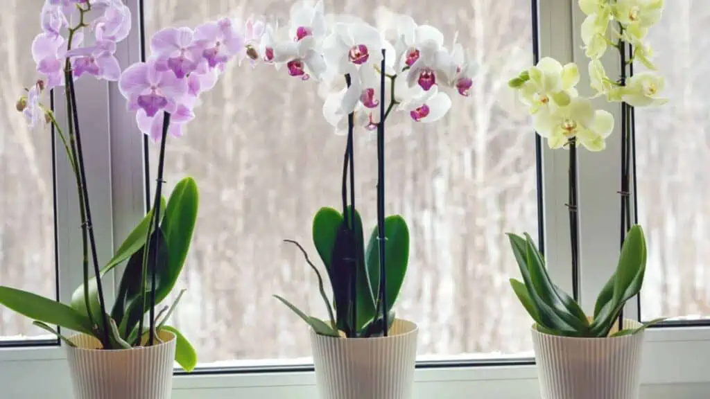 Orchideje: tajemství pěstování těchto okouzlujících rostlin