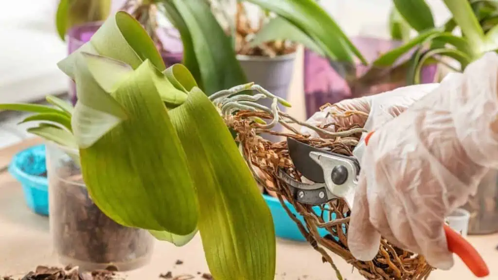 Orchideje: tajemství pěstování těchto okouzlujících rostlin