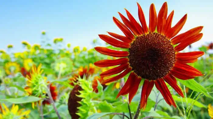 Slunečnice, které rozzáří vaši zahradu