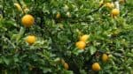 10 uniktnch druh ovoce pro zahradu