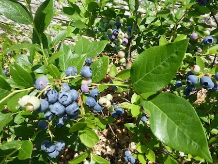 10 unikátních druhů ovoce pro zahradu