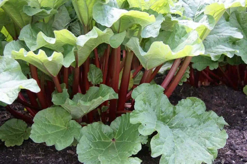 Rebarbora: pěstování a skvělé tipy pro hojnou úrodu