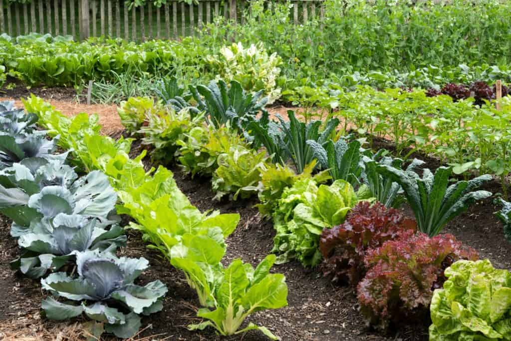 Ekologická zelenina: pěstování bez chemie