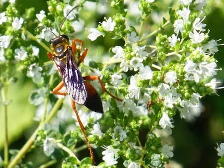 Hmyz v zahradě: přilákejte užitečný hmyz pomocí rostlin