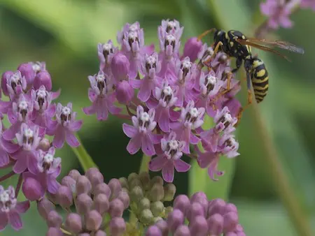 Hmyz v zahradě: přilákejte užitečný hmyz pomocí rostlin