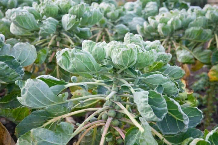 Růžičková kapusta: pěstování a lahodné klíčky pro chladné dny 