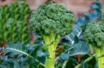Brokolice na tali: skvostn zelenina pln vitamn