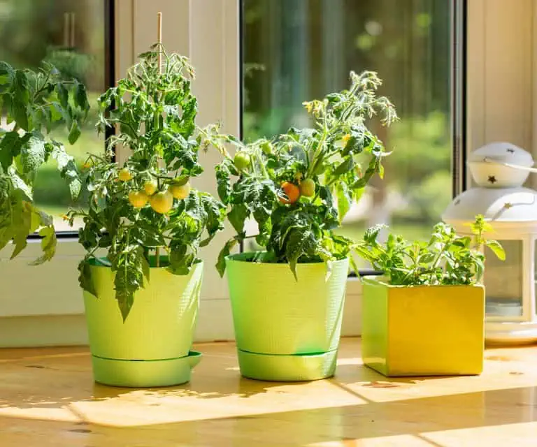 Pěstování rajčat v interiéru: Nejlepší tipy pro celoroční pěstování
