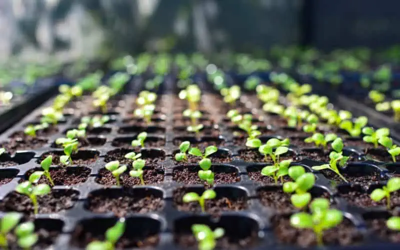 Zakládání rostlin ze semínek: úspěšná pěstitelská sezóna