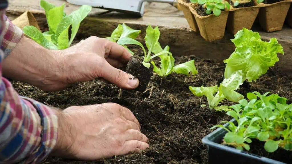 Ekologická zelenina: pěstování bez chemie