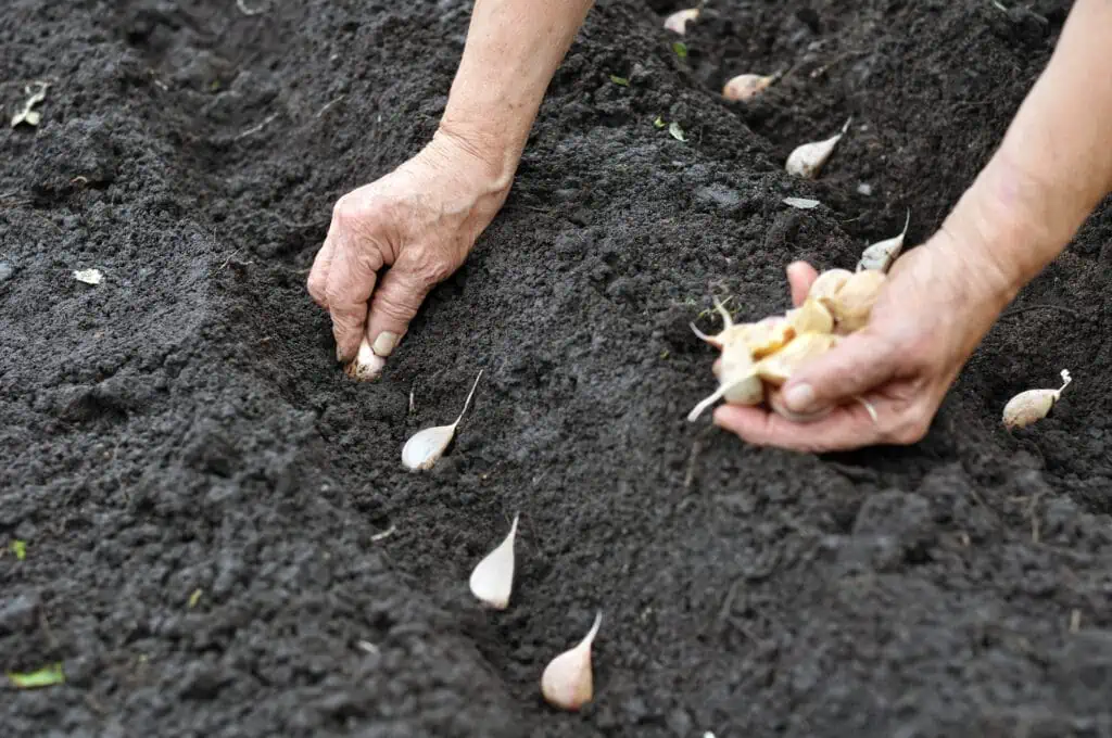 Česnek - Jak zasadit a pěstovat česnek na zahradě