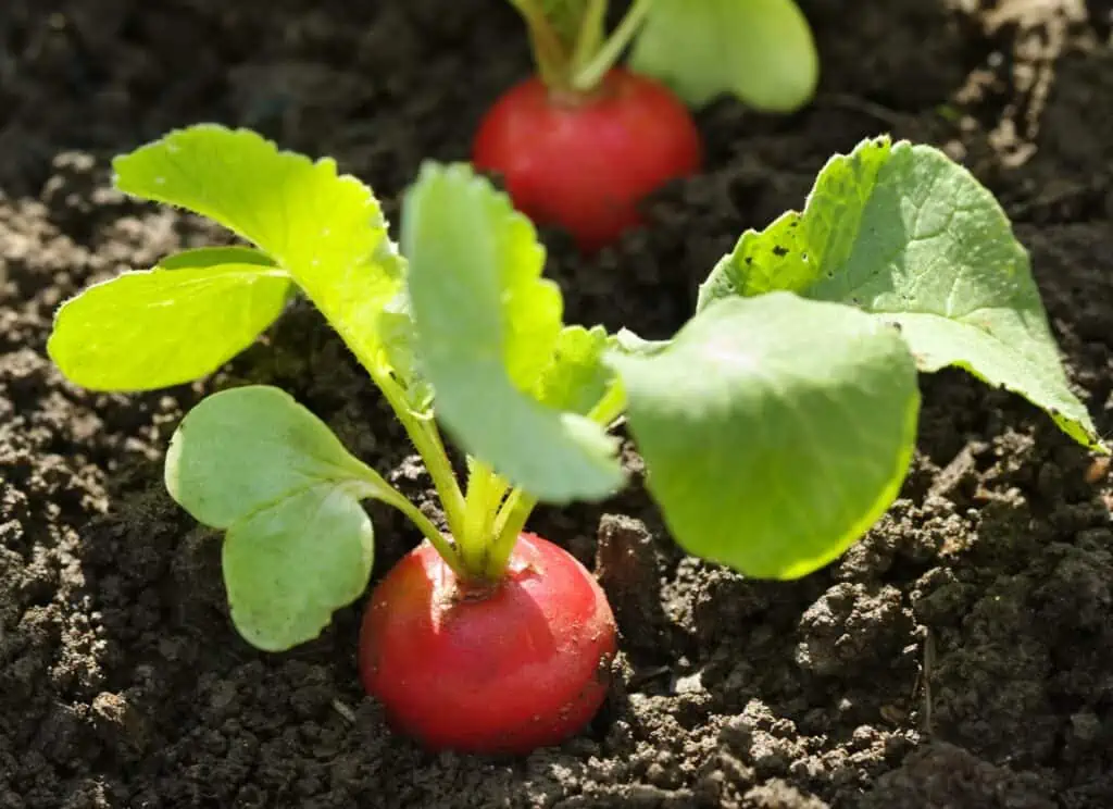 Ředkvičky: tajemství úspěšného pěstování a lahodných odrůd