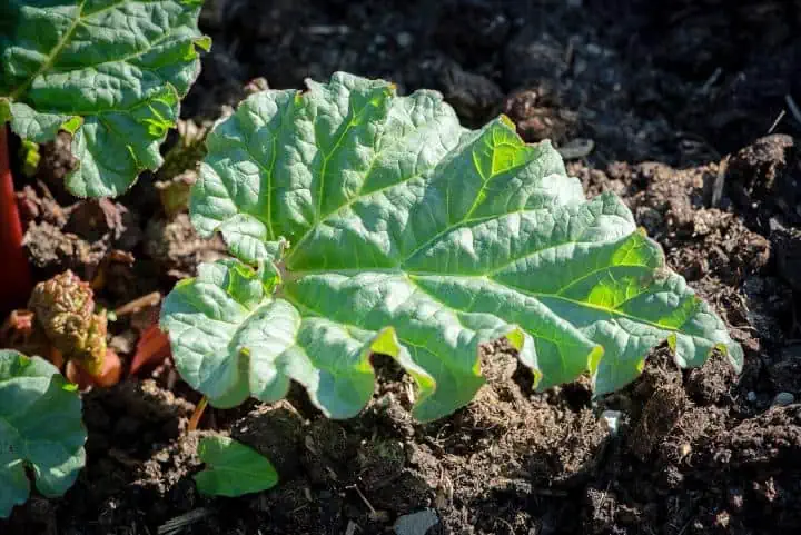 Rebarbora: pěstování a skvělé tipy pro hojnou úrodu