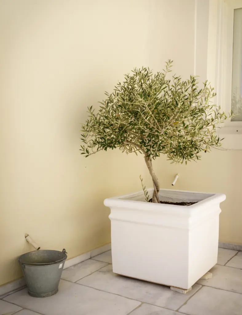 Jak pečovat o olivovník v květináči ve středomořském stylu?