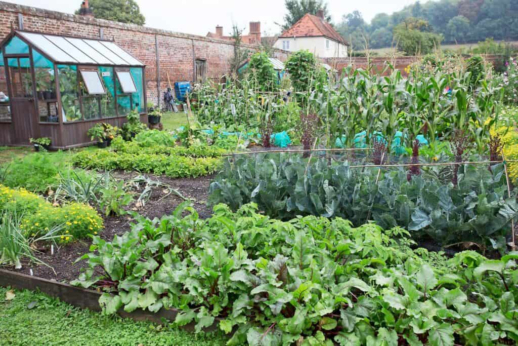 Plánování první zeleninové zahrady v 5 snadných krocích