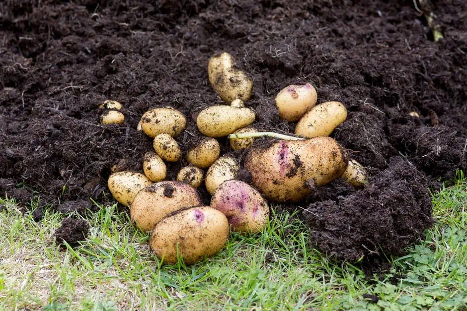 Jak pěstovat super rané brambory