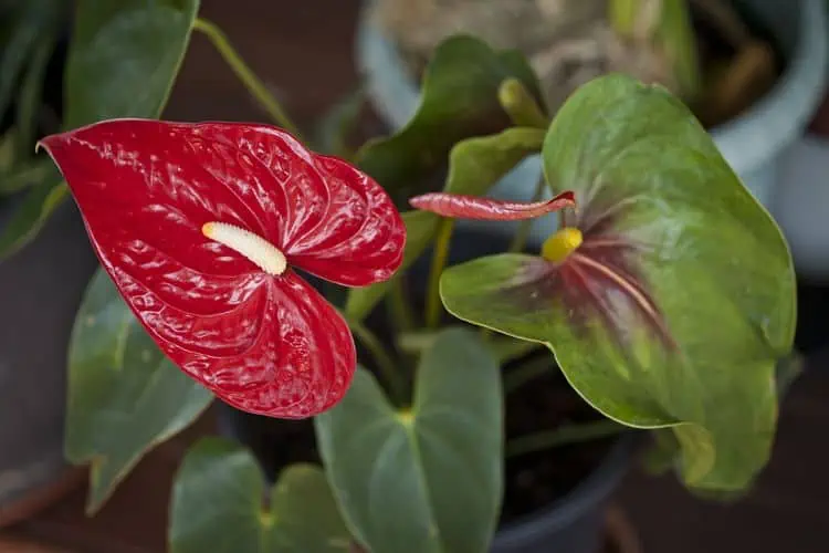 17 tropických rostlin, které můžete pěstovat kdekoli