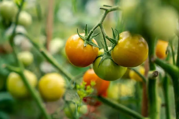 Nejlepší rostliny pro rajčata a tipy, jak zajistit, aby se jim dařilo