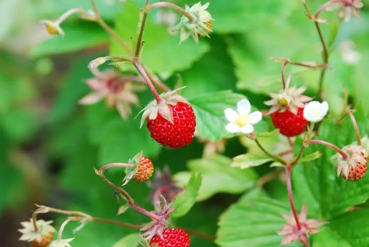 15 jedlých půdopokryvných rostlin, které dodají barvu vaší zahradě