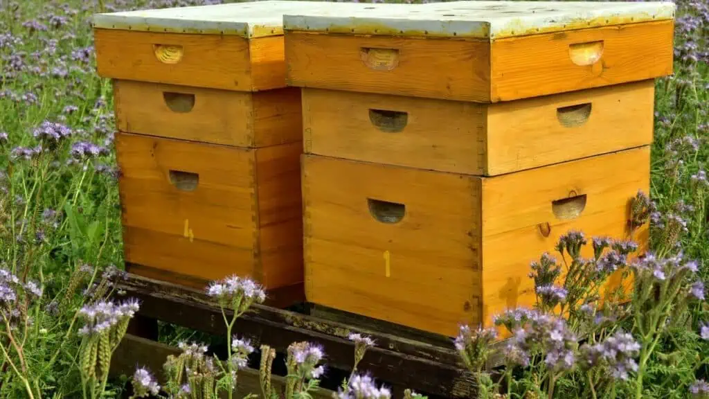 Včelaření: tipy pro zahrádkáře