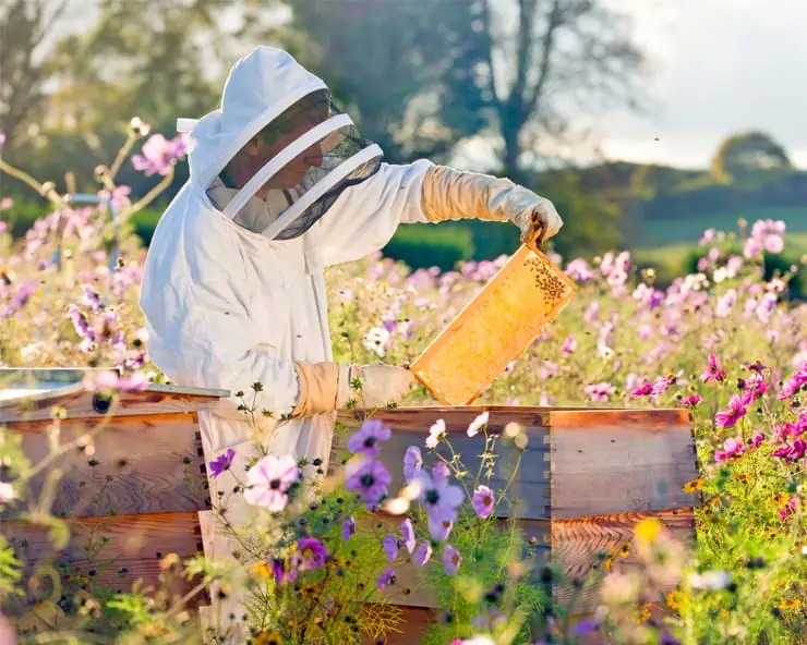 Včelaření: tipy pro zahrádkáře