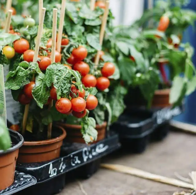 Pěstování zeleniny a bylinek v nádobách