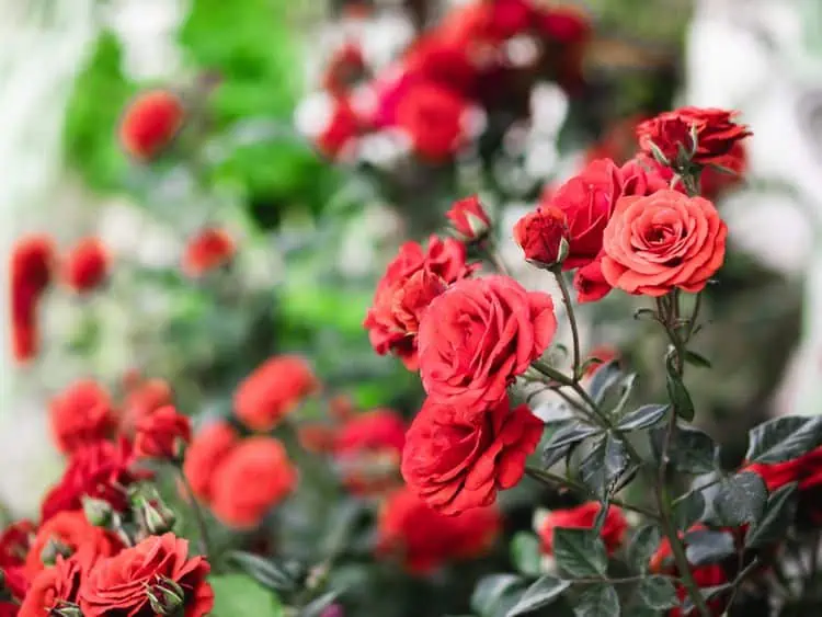 Růže: Jak správně stříhat a podporovat krásný kvetoucí rozkvět?