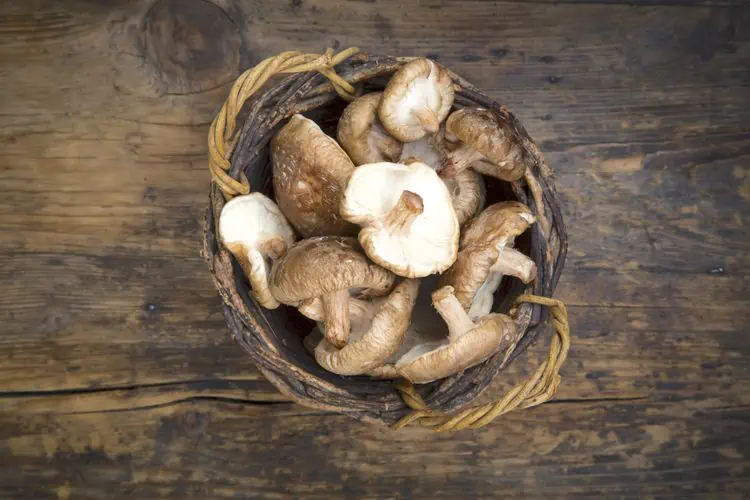 3 snadné způsoby, jak pěstovat houby doma i venku