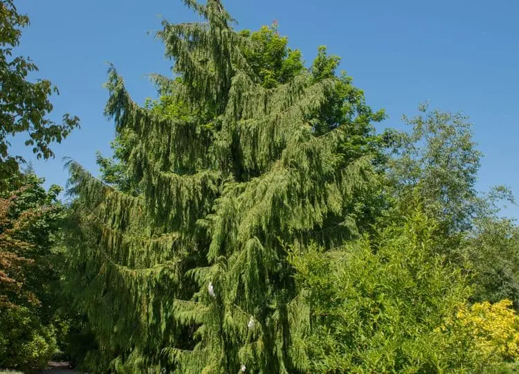 9 stromů, které na vašem pozemku udělají dramatický dojem