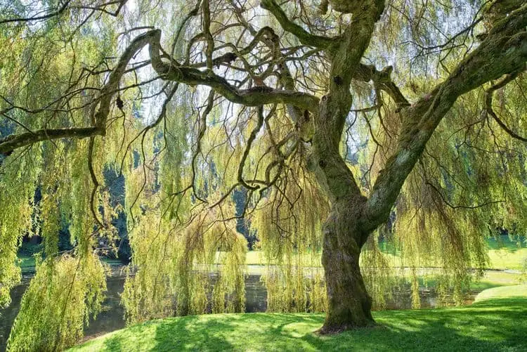 9 stromů, které na vašem pozemku udělají dramatický dojem
