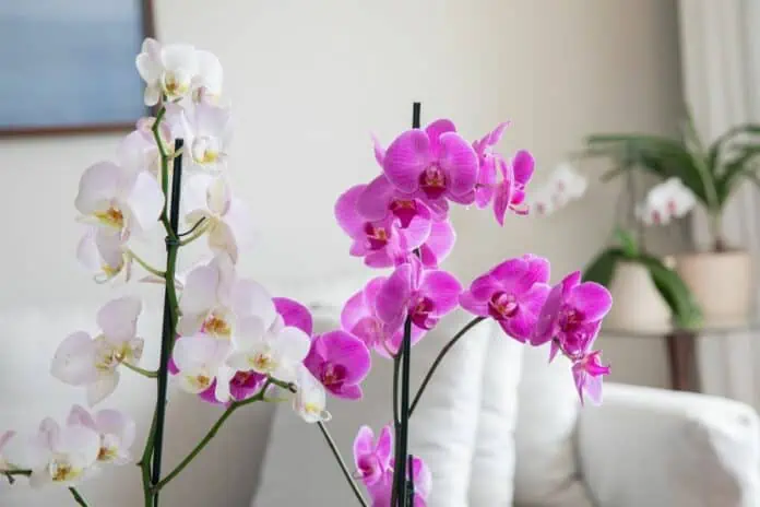 Orchideje