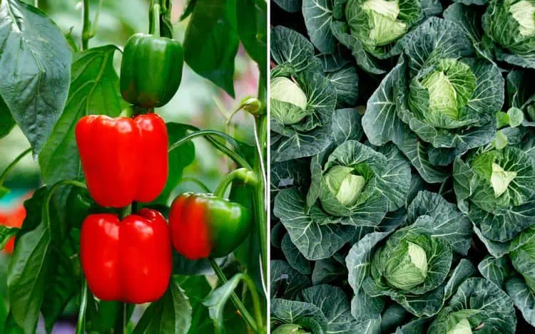 14 druhů zeleniny, které byste nikdy neměli sázet společně