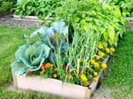 Zajmavosti z jarn zeleninov zahrady