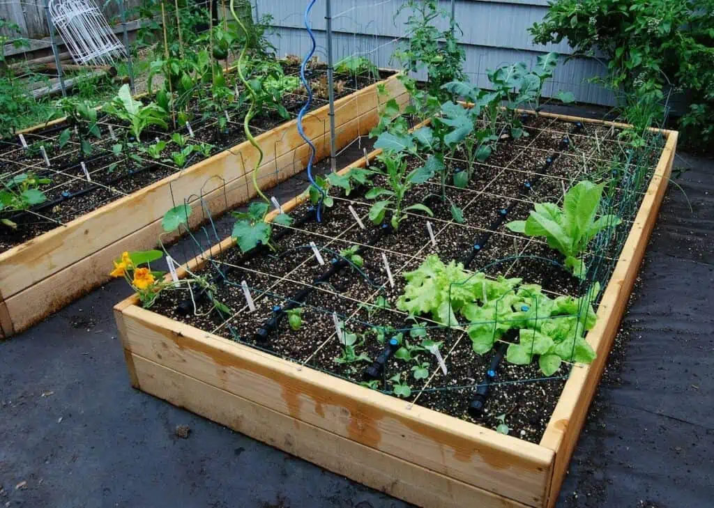 Plánování první zeleninové zahrady v 5 snadných krocích