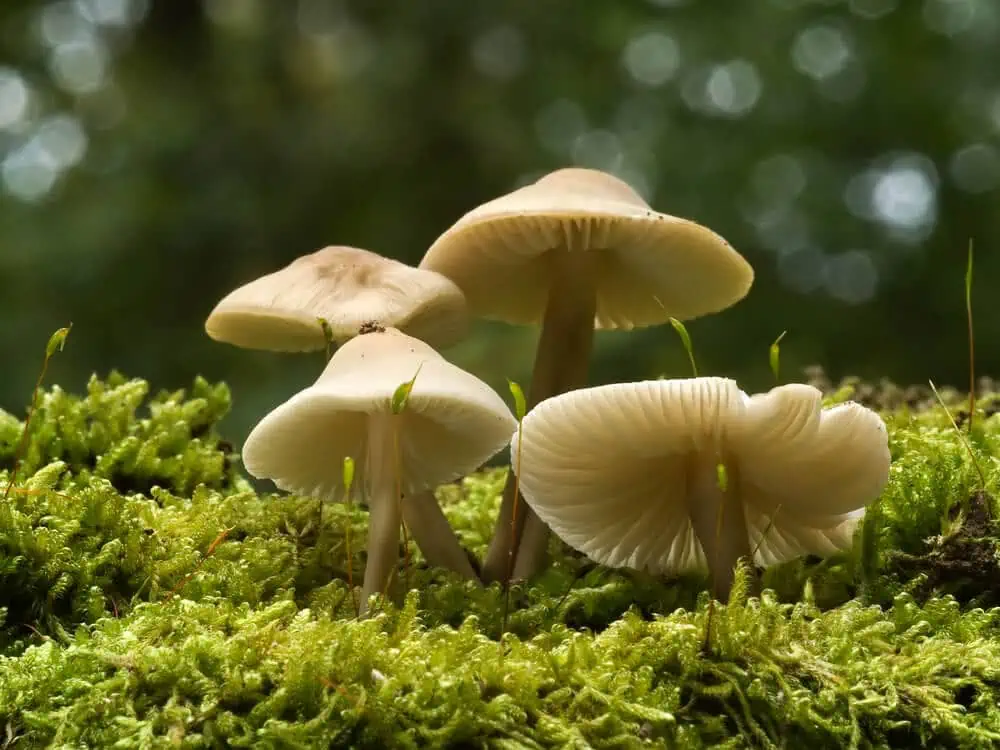 3 snadné způsoby, jak pěstovat houby doma i venku