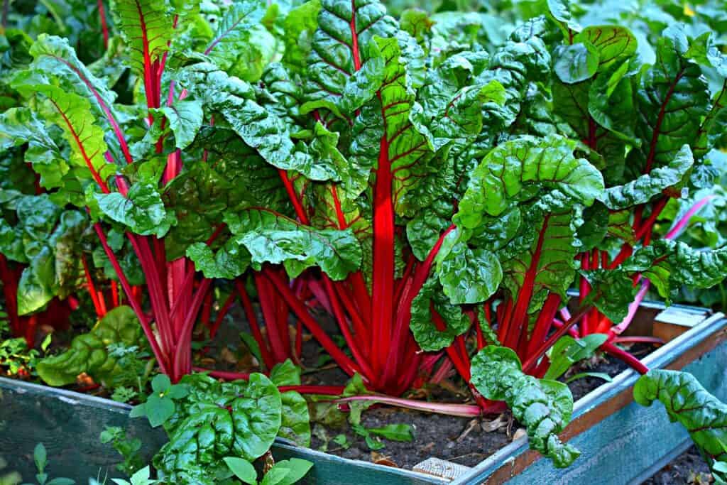 Pěstování zeleniny a bylinek v nádobách