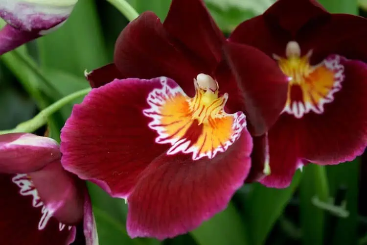 7 krásných druhů orchidejí, které slouží jako živá dekorace