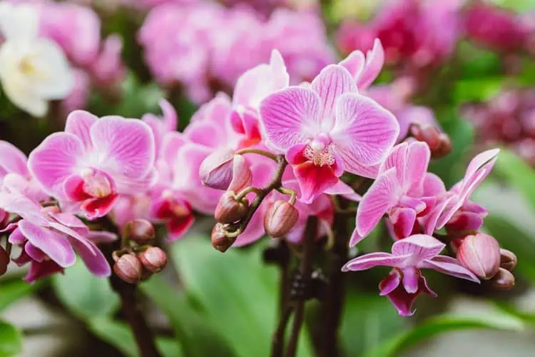 7 krásných druhů orchidejí, které slouží jako živá dekorace